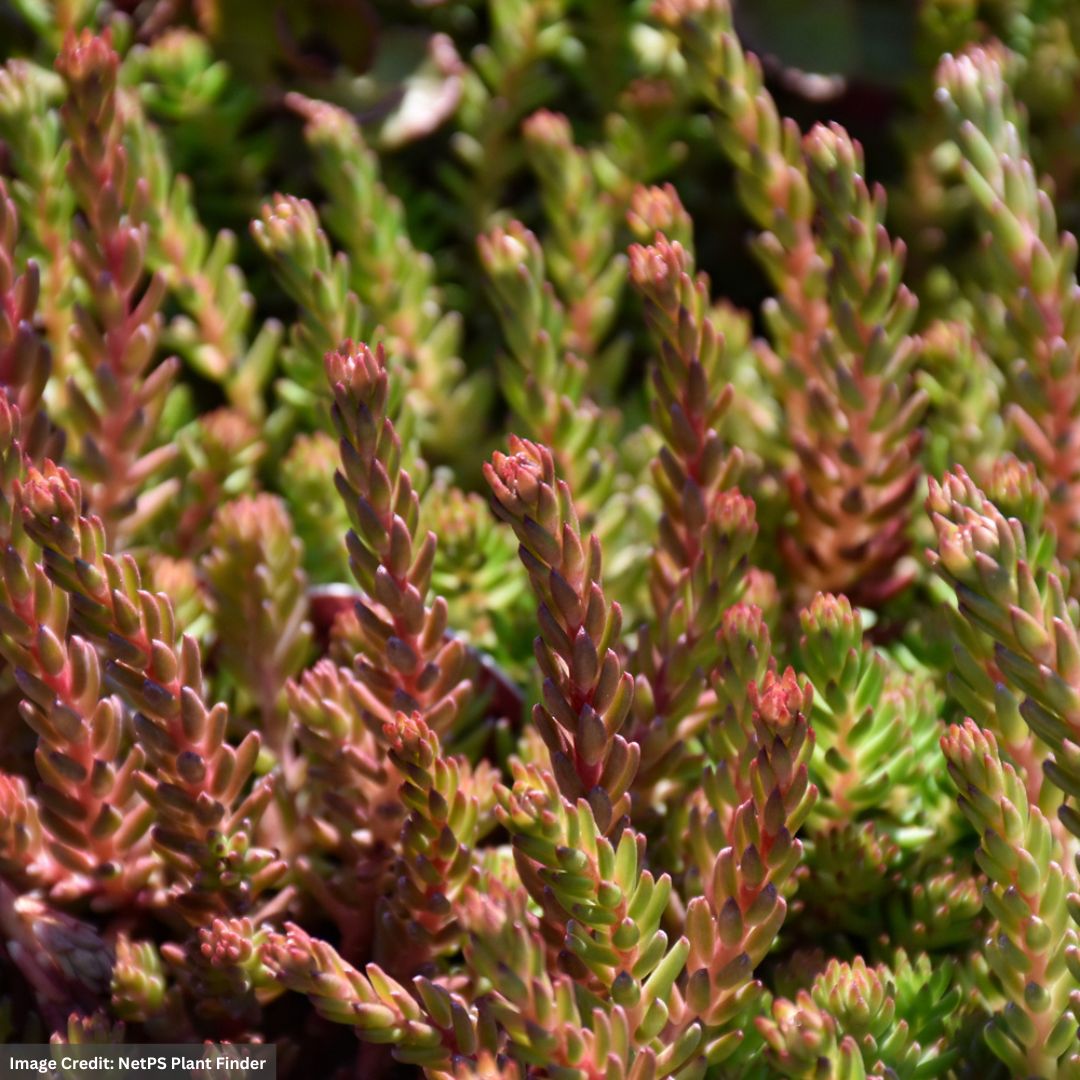 Stonecrop (Sedum) – Red Wiggle – 4.5″ Pot